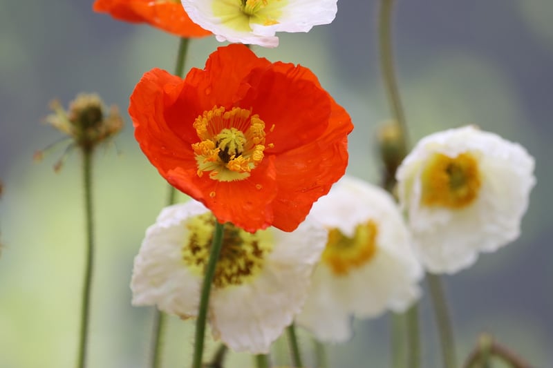 Colorful Plant Combos