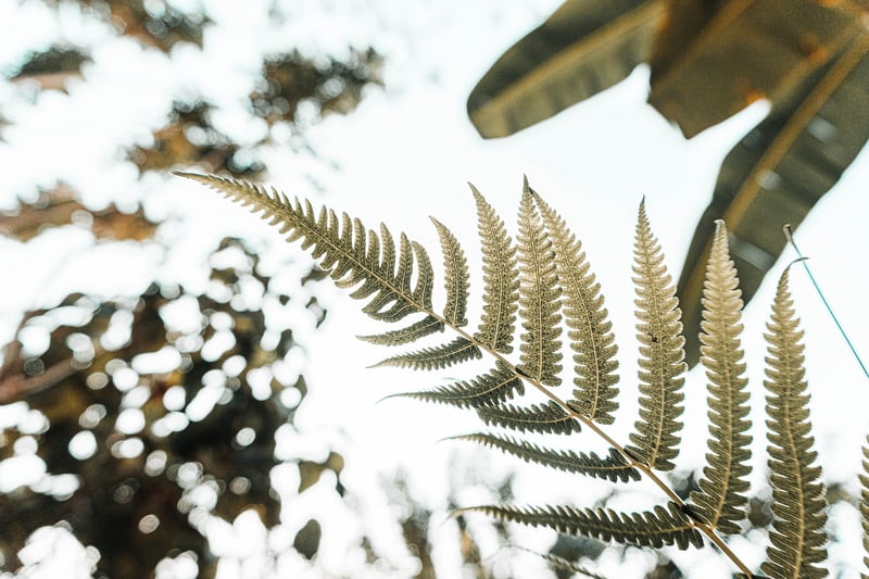 Vertical Garden Plants