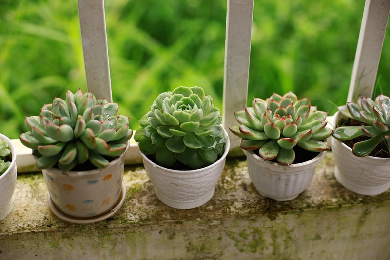 Succulent Terrarium
